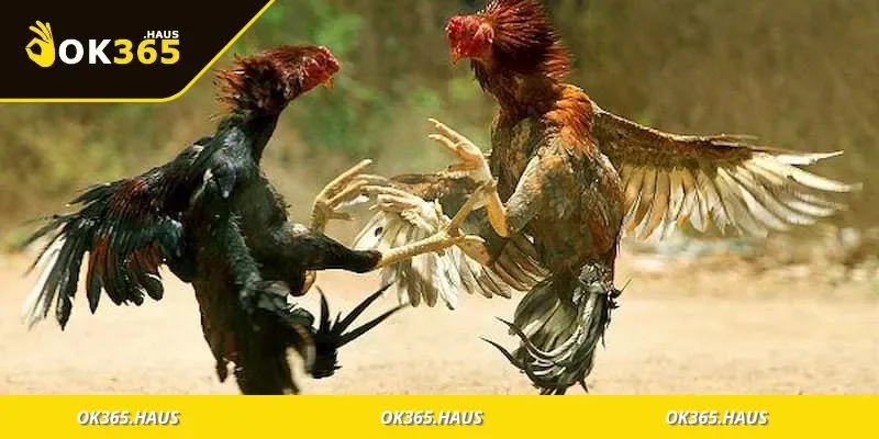 Bảng tổng hợp các thuật ngữ đá gà quen thuộc