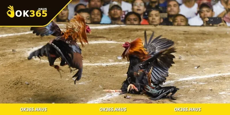 Bật mí cách chơi đá gà hiệu quả và dễ lời nhất