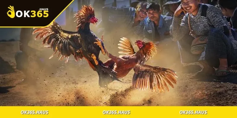 Màu Mạng Đá Gà Là Gì? Cách Xem Mạng Gà Đấu Chính Xác 2 Chiến kê được xác định màu mạng trước trận đấu