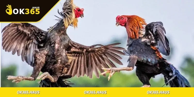 Hình ảnh phân loại các nhóm thuật ngữ trong đá gà