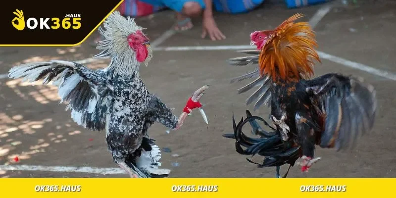 Hướng dẫn chọn ngày theo màu lông và mệnh ngũ hành