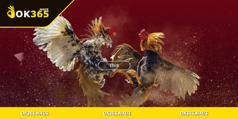 Đá Gà Thomo Hấp Dẫn, Thế Giới Cực Phẩm Của Dân Chơi 3 Không khí náo nhiệt và chuyên nghiệp tại sới gà Thomo