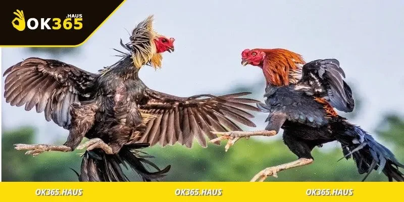 Màu Mạng Đá Gà Là Gì? Cách Xem Mạng Gà Đấu Chính Xác 4 Mẹo chọn màu mạng gà phù hợp với ngày đấu