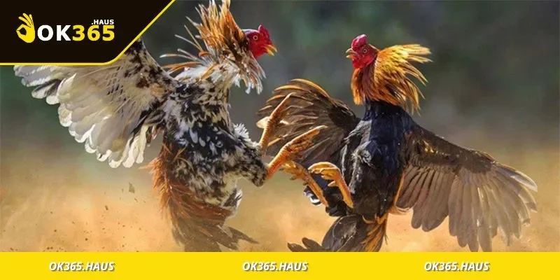 Người chơi ghi chú thuật ngữ trên ứng dụng điện thoại